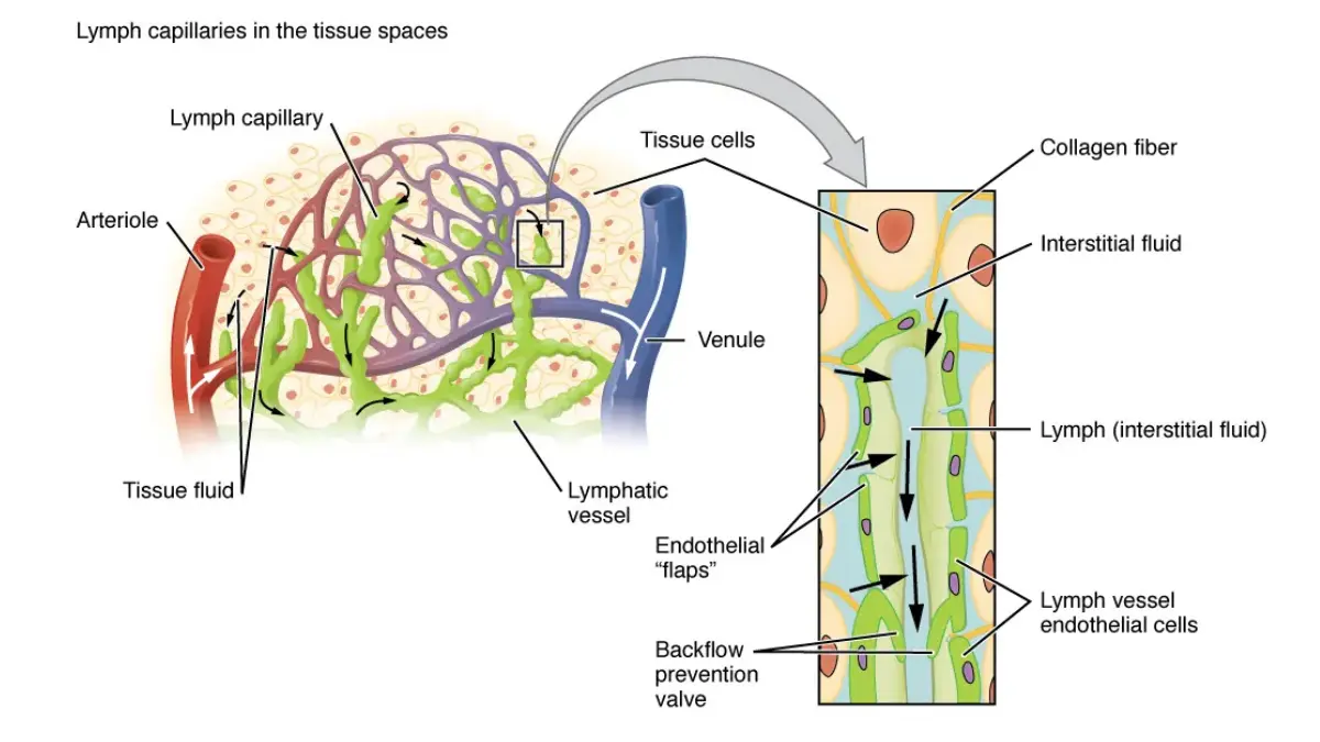 Lymphedema lymphatic capillaries showing interstitial fluid entry mechanism and one-way valves.