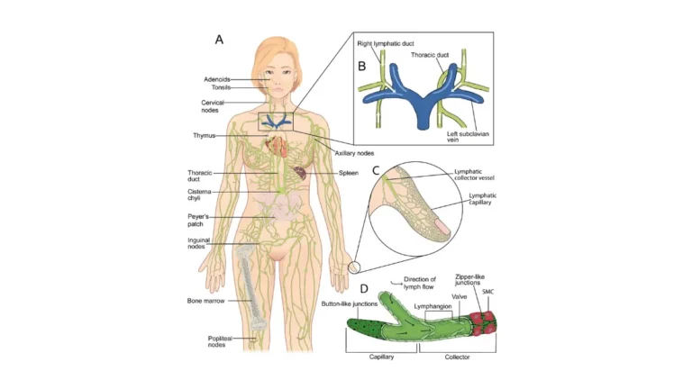 Lymphedema lymphatic system anatomy showing drainage pathways, thoracic duct, and right lymphatic duct.