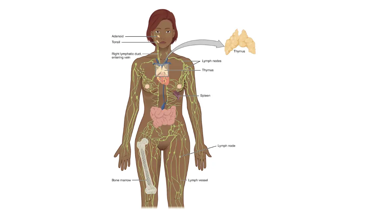 Lymphedema overview of lymphatic system vessels, lymph nodes, and major lymphatic ducts.