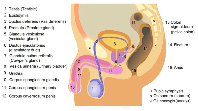 Male breast cancer anatomy illustration showing the male chest and upper torso structure for symptom awareness.
