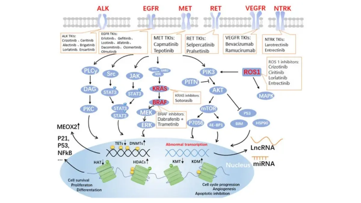 Lung cancer clinical trial biomarker pathways showing EGFR ALK KRAS and targeted NSCLC therapies