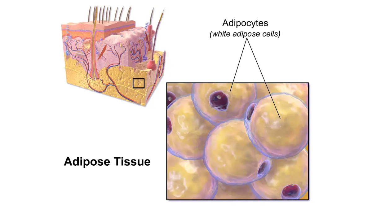 Obesity adipose tissue medical illustration showing fat cell anatomy and estrogen production mechanism relevant to hormone receptor-positive breast cancer risk.
