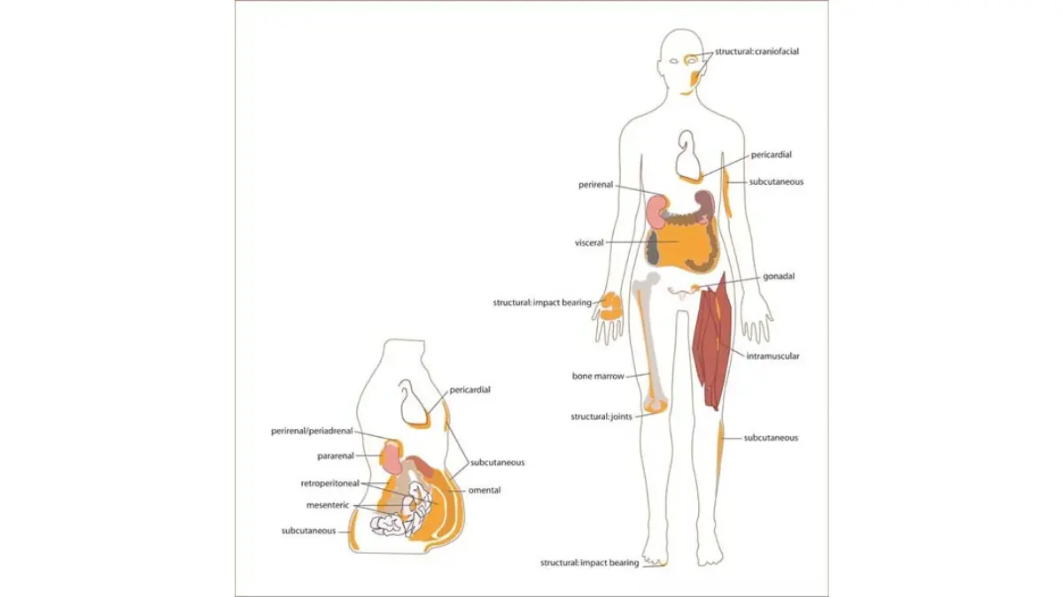 Obesity white adipose tissue distribution throughout the human body illustrating how fat deposits act as systemic estrogen production sites in postmenopausal women.