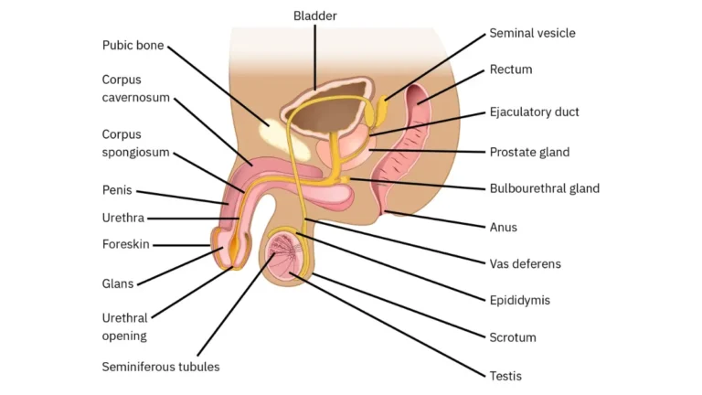 Prostate cancer anatomy illustration showing the male reproductive system with the prostate gland, bladder, urethra, seminal vesicles, and testes.