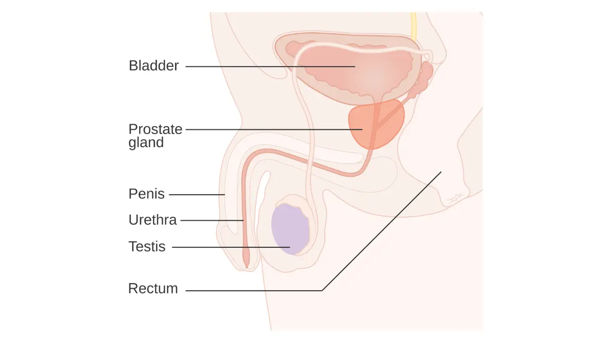 Prostate cancer anatomy diagram showing the position of the prostate gland in front of the rectum and below the bladder around the urethra.