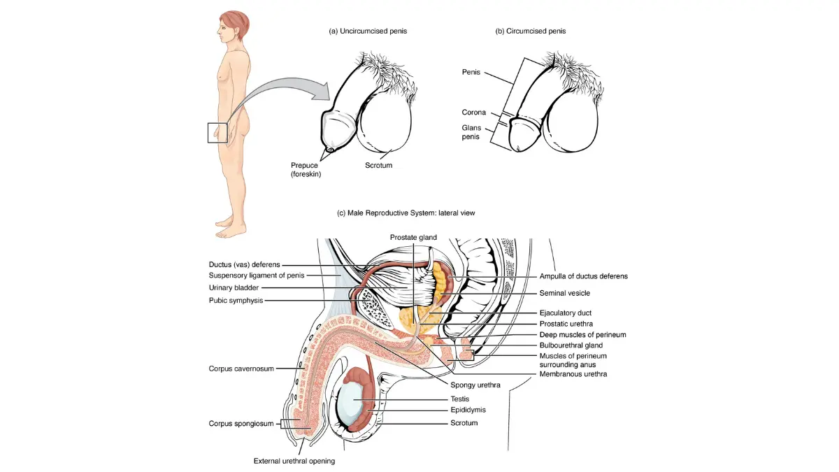 Prostate cancer anatomy illustration showing the prostate gland at the base of the bladder surrounding the prostatic urethra in the male reproductive system.