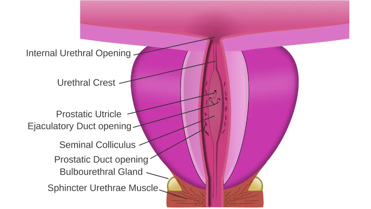 prostate cancer symptoms labeled male reproductive system anatomy showing prostate bladder urethra and related organs