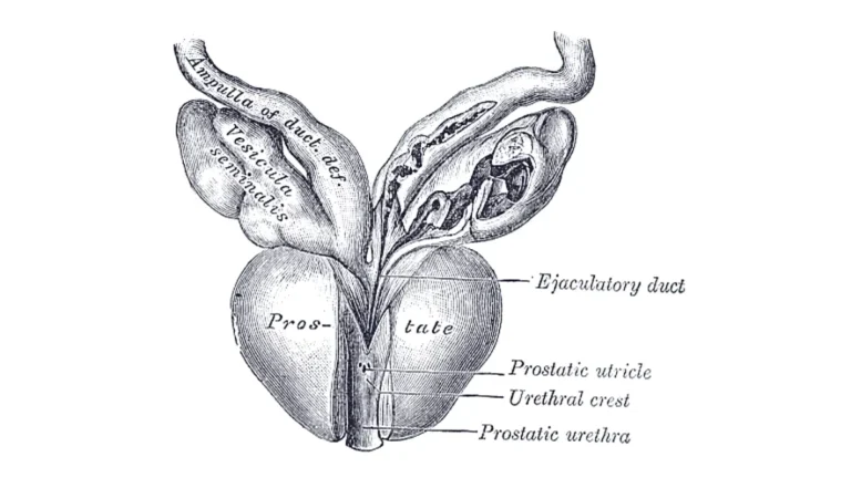 prostate cancer symptoms prostate anatomy illustration showing the prostate gland and surrounding male reproductive structures