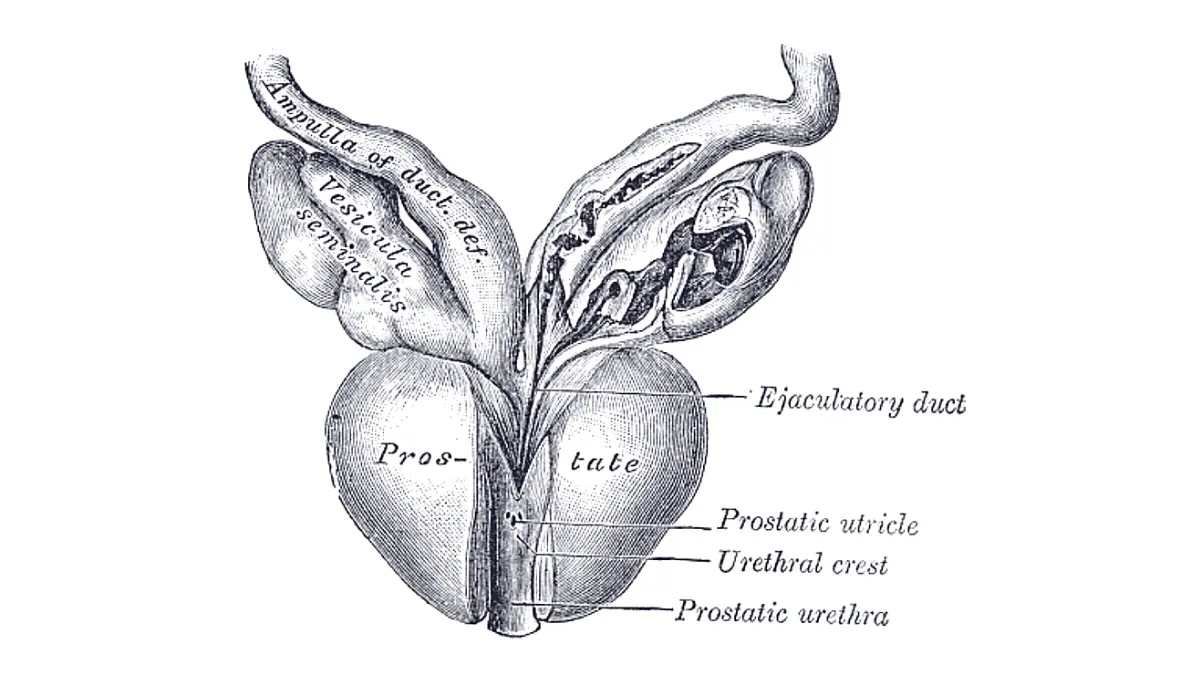 prostate cancer symptoms prostate anatomy illustration showing the prostate gland and surrounding male reproductive structures