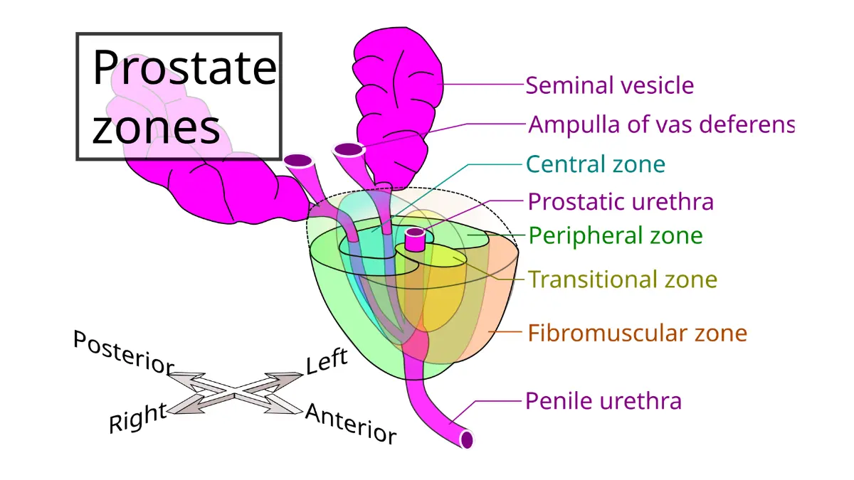 prostate cancer symptoms prostate zones vector illustration showing peripheral central and transition zones