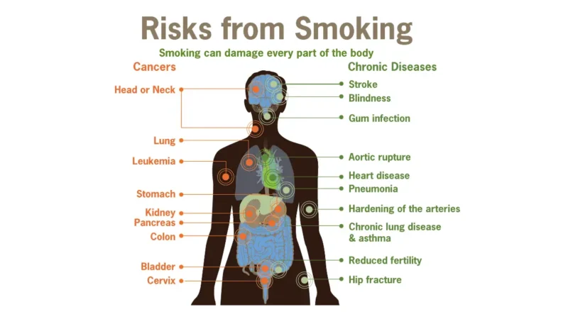 Infographic showing how smoking and lung cancer risk increases as cigarettes damage every organ in the human body including lungs, heart, kidneys, and brain