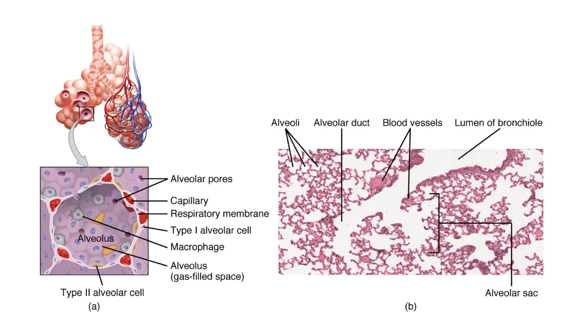 Anatomical diagram of lung alveoli and respiratory zone structures showing bronchioles and alveolar ducts that are progressively destroyed by smoking and lead to lung cancer and COPD