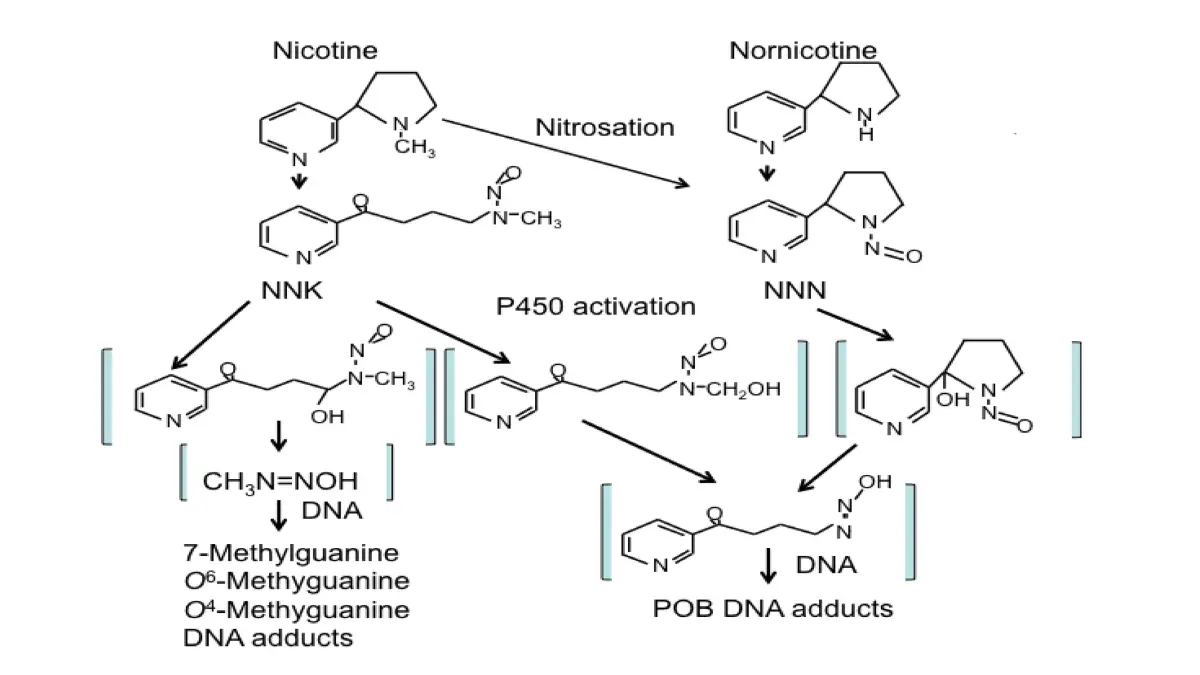 Scientific schematic diagram showing how smoking cigarettes causes lung cancer through NNK and NNN tobacco carcinogen metabolism and DNA adduct formation in lung cells