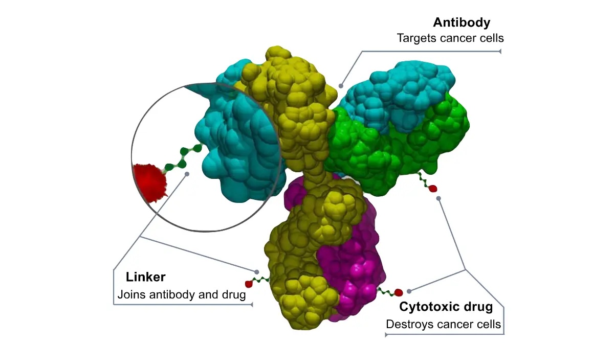 Antibody-drug conjugate structure diagram illustrating targeted therapy delivery in stage 4 breast cancer.