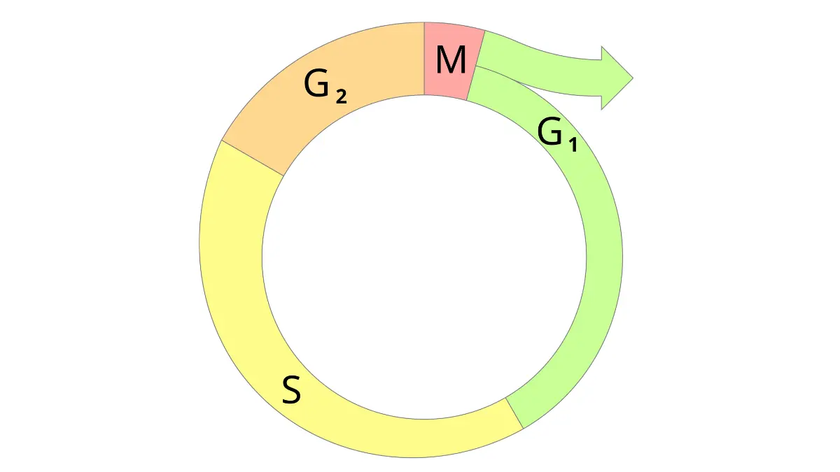Cell cycle diagram showing the G1/S checkpoint targeted by CDK4/6 inhibitors in stage 4 breast cancer treatment.