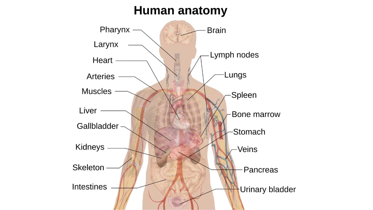 Anatomical vector illustration of internal organs affected by stage 4 breast cancer including bone, liver, lungs, and brain.