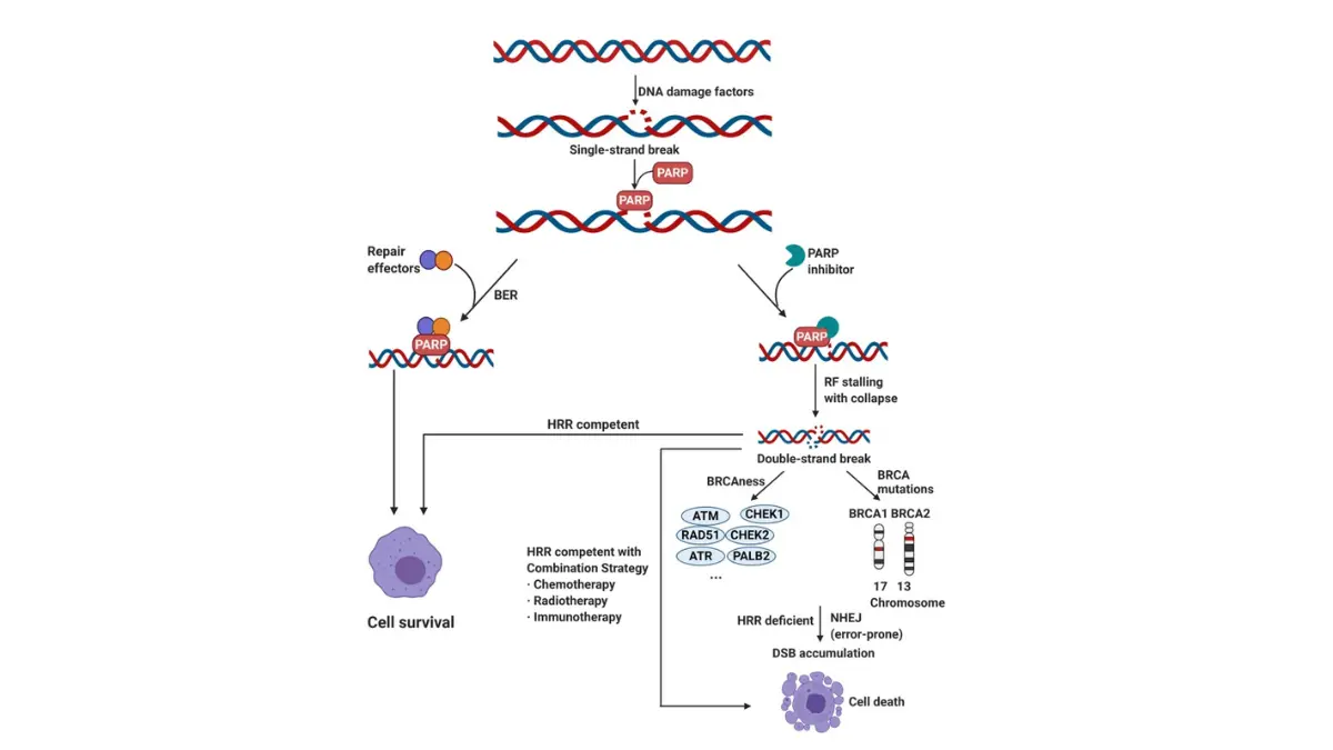 Molecular diagram of DNA damage repair and PARP inhibitor mechanism in BRCA-mutated stage 4 breast cancer.
