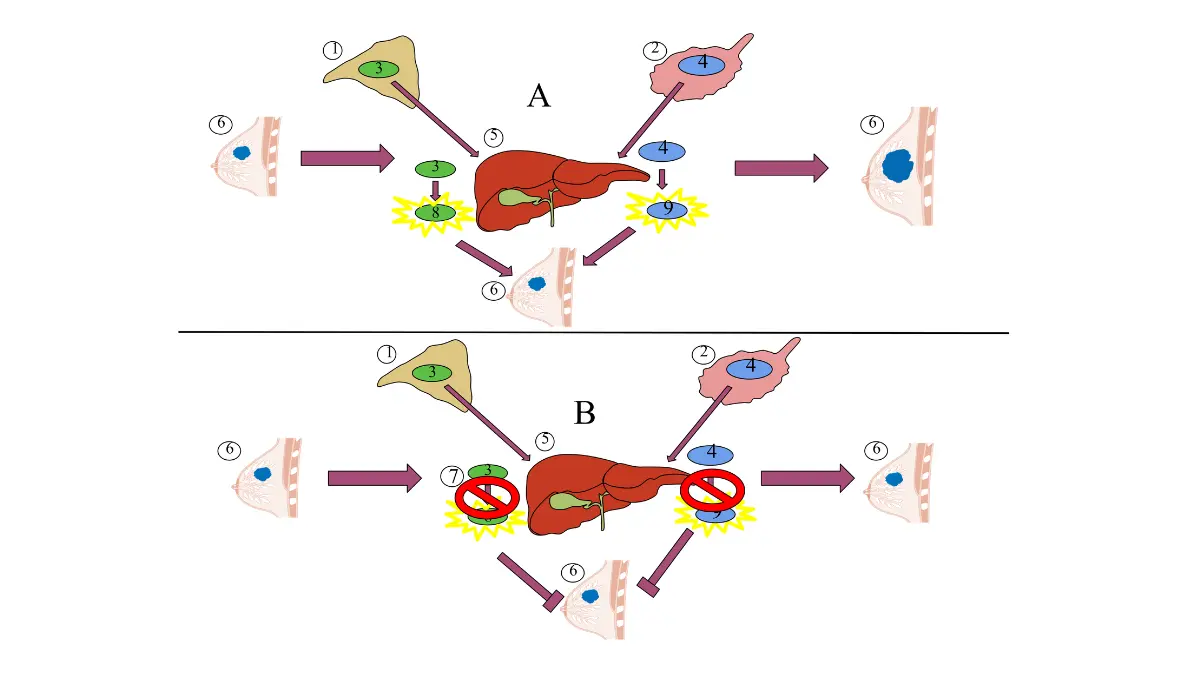 Tamoxifen vs Aromatase mechanism diagram showing how aromatase inhibitors block estrogen synthesis from androgens in peripheral tissues and breast tumors.