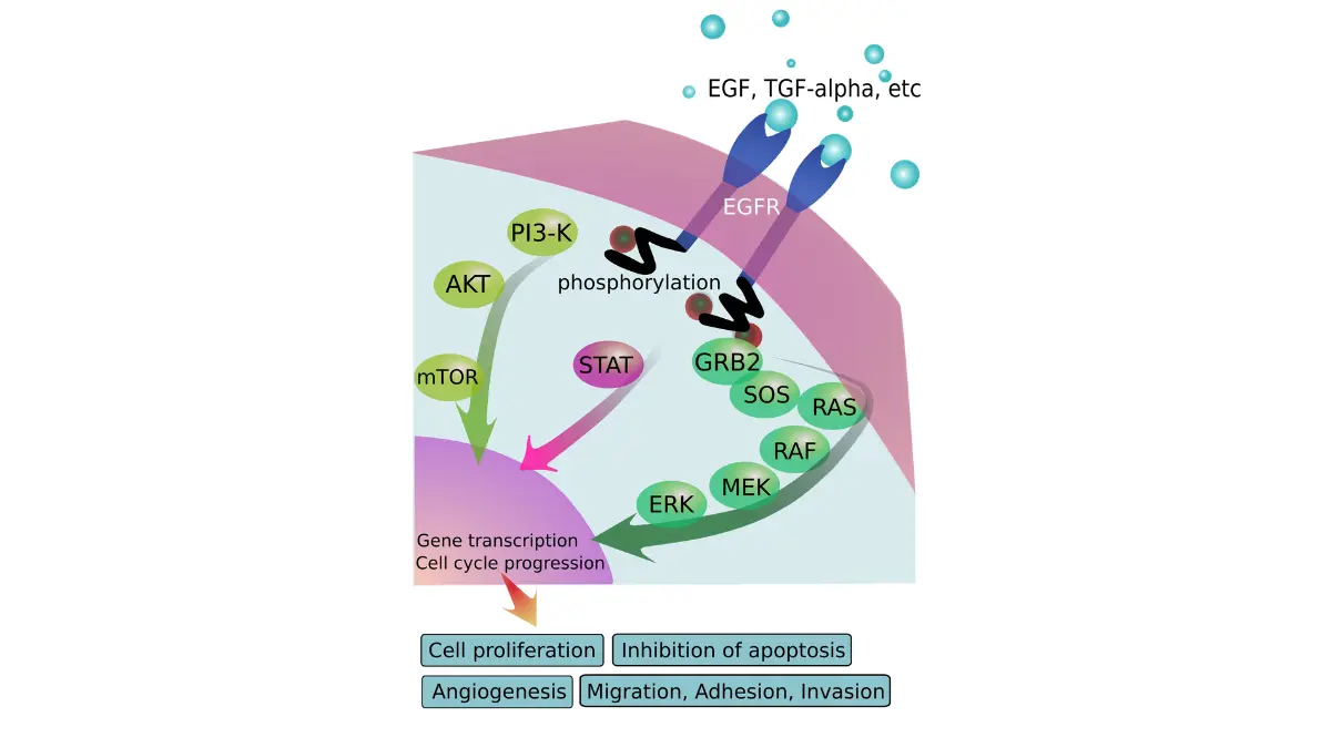 targeted therapy for lung cancer EGFR signaling pathway downstream RAS PI3K cancer cell growth