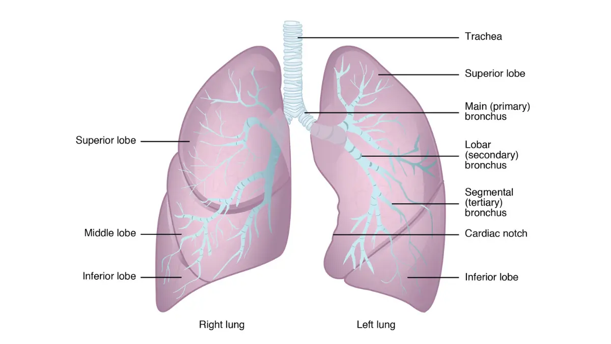 targeted therapy for lung cancer NSCLC lung anatomy right left lobes bronchial tree adenocarcinoma mutation location