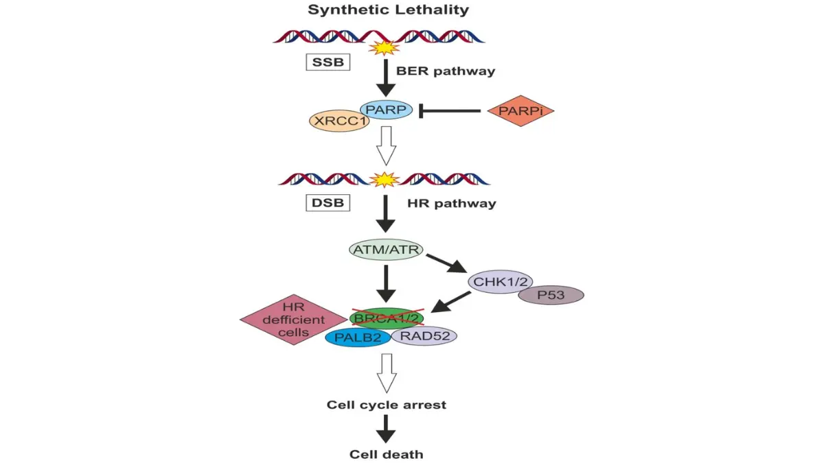 triple-negative breast cancer synthetic lethality principle illustrating BRCA and PARP inhibitor mechanism