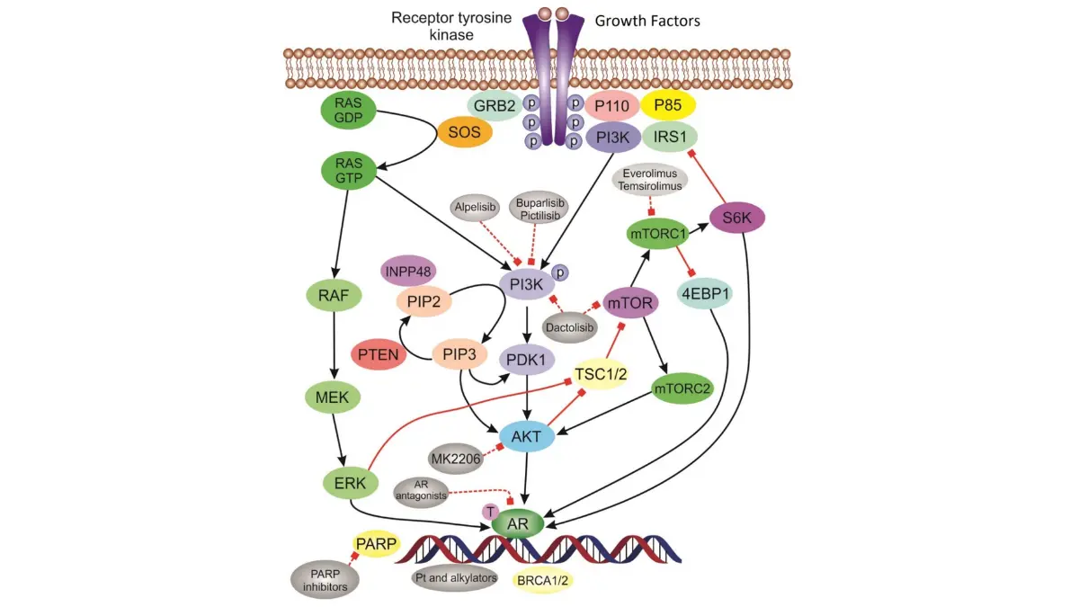 triple-negative breast cancer targeted therapy pathways showing molecular treatment mechanisms and immunotherapy targets