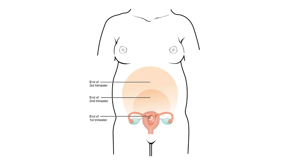 Anatomical diagram tracking uterus size progression across all three trimesters for Breast Cancer During Pregnancy treatment timing and fetal maturity assessment.
