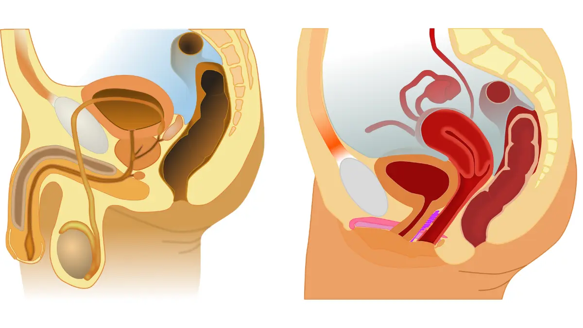 active surveillance anatomy diagram showing the male reproductive anatomy overview used to explain prostate cancer eligibility and prostate location.