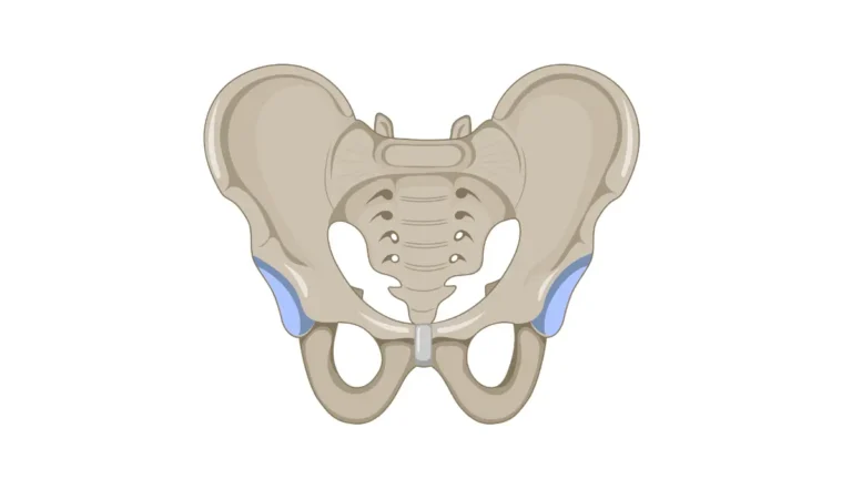 active surveillance anatomy illustration showing the anterior view of the male pelvis and surrounding structures.
