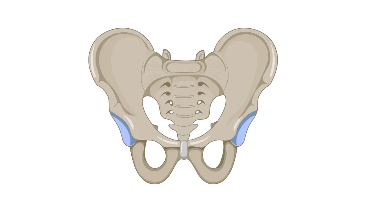 active surveillance anatomy illustration showing the anterior view of the male pelvis and surrounding structures.