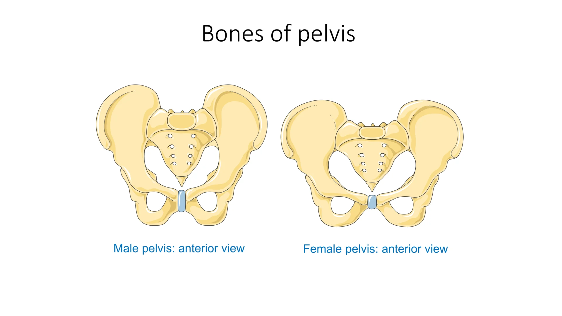 active surveillance pelvis medical illustration showing the male pelvic anatomy used to support prostate monitoring and biopsy schedule content.