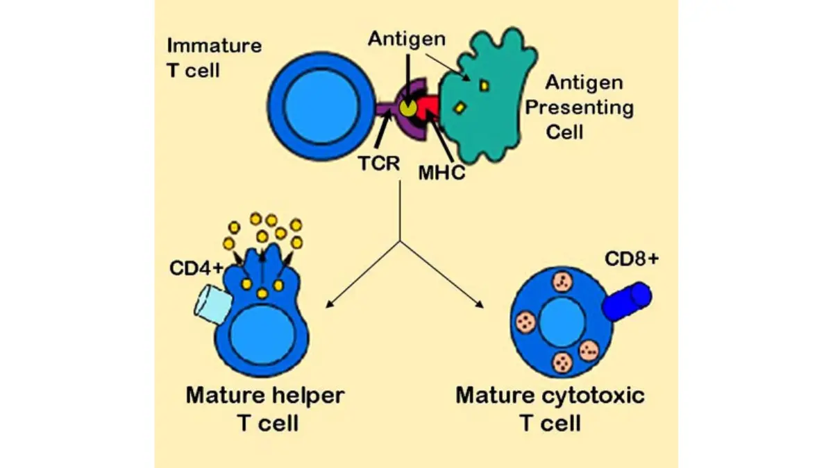 Medical diagram of antigen presentation and T lymphocyte activation in Immunotherapy for Prostate Cancer.