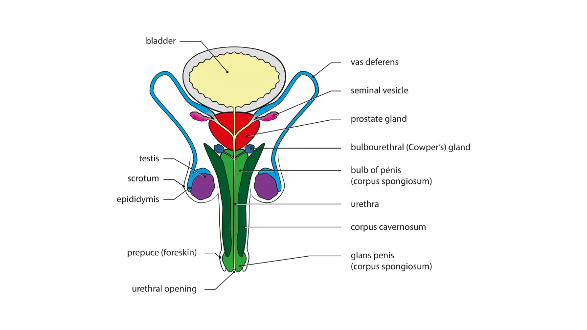 Front view anatomical diagram of the male genital system highlighting the prostate gland for Black Men prostate cancer education.