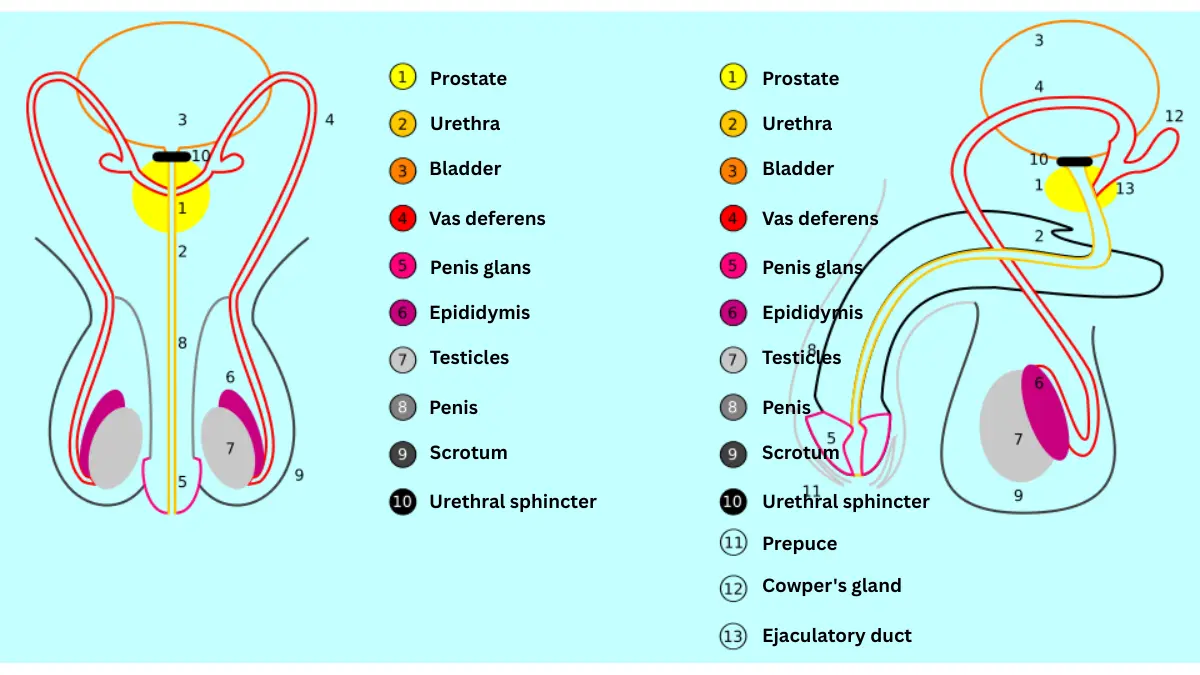 Numbered anatomical diagram of male sexual and reproductive organs with the prostate gland labeled for Black Men prostate cancer awareness.