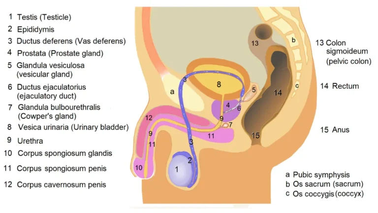 Sagittal cross-section diagram of male pelvic anatomy showing the prostate gland, bladder, and rectum for Black Men prostate cancer screening education.
