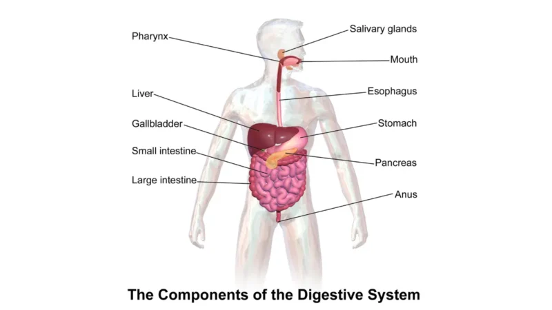 What to eat before a colonoscopy: full digestive system anatomy showing stomach, intestines, and colon in a labeled medical illustration.