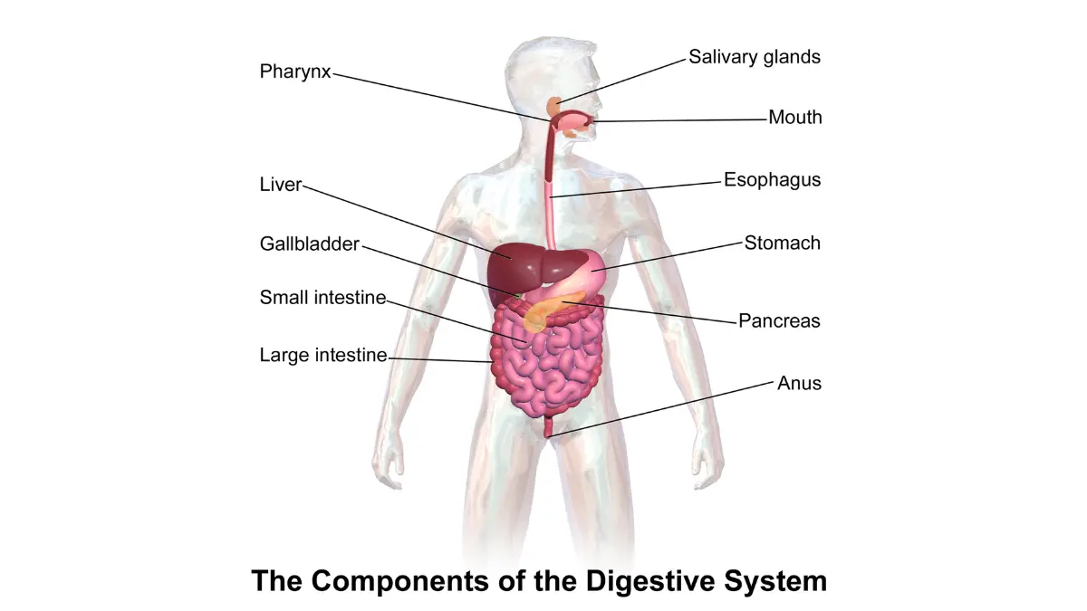 What to eat before a colonoscopy: full digestive system anatomy showing stomach, intestines, and colon in a labeled medical illustration.
