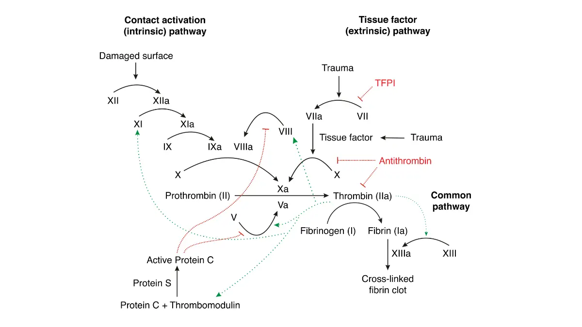 Blood clot coagulation cascade pathway diagram showing tissue factor and clotting factor activation.