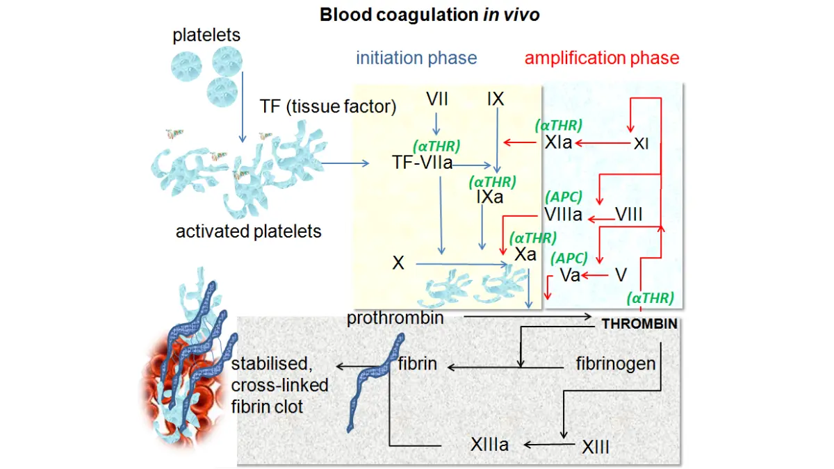 Blood clot in vivo coagulation pathways diagram showing initiation, amplification, and propagation phases.