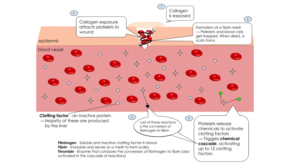 Blood clot formation process showing platelet aggregation and fibrin conversion at a wound site.