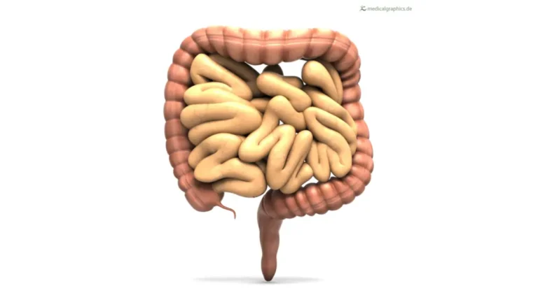 Colonoscopy Ride Home - 3D illustration of the human bowel and colon in frontal view showing the large intestine, small intestine, cecum, appendix, and rectum for patient education.