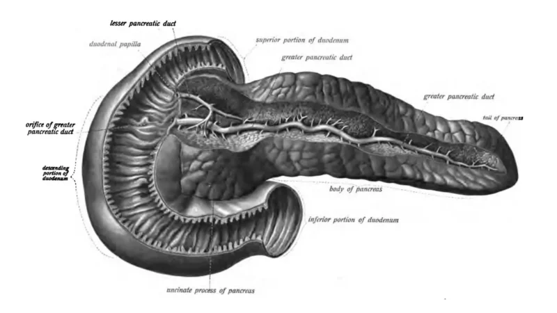 bowel obstruction anatomy showing the pancreas and duodenum relationship in pancreatic cancer