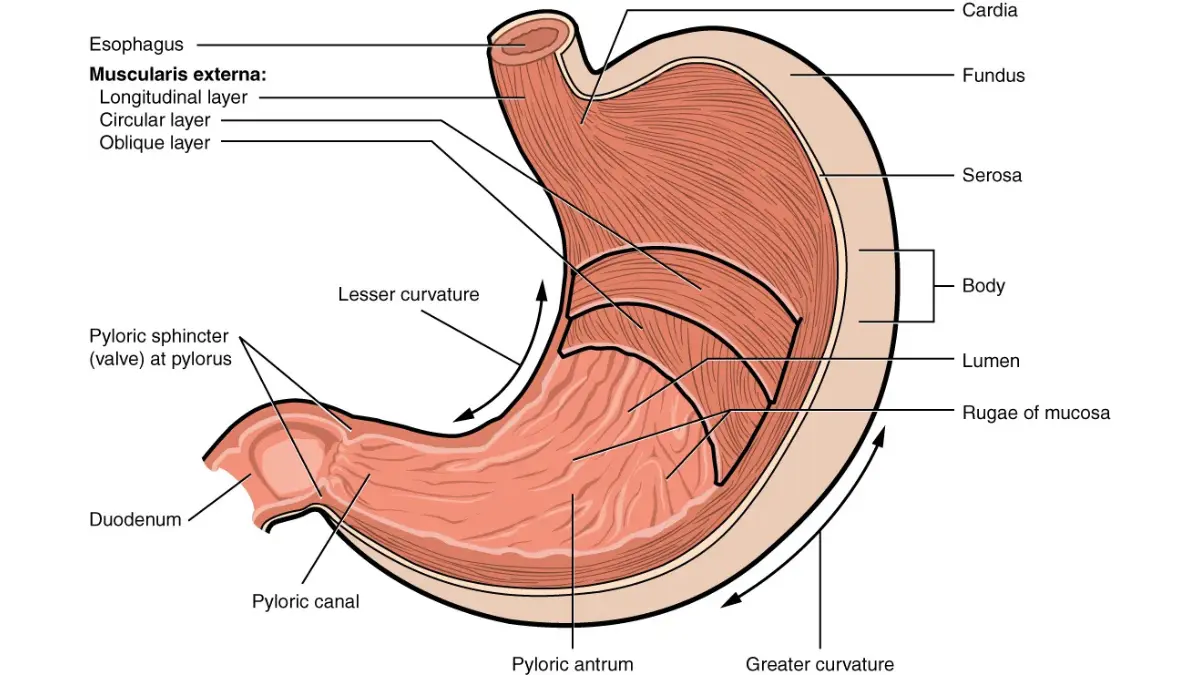 bowel obstruction stomach anatomy image showing the pylorus and stomach outlet regions