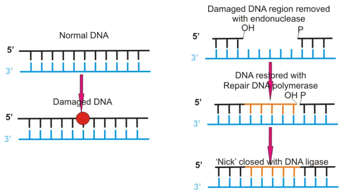 BRCA Mutations DNA repair illustration showing how faulty repair mechanisms can contribute to prostate cancer risk.