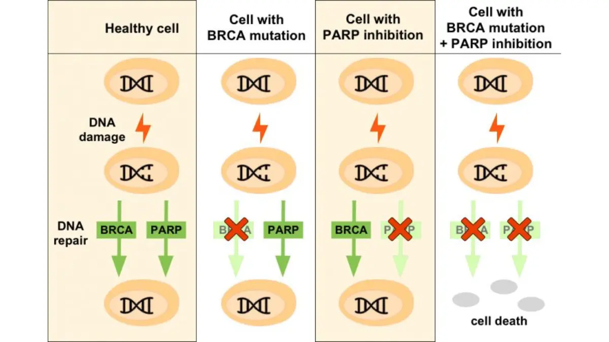 BRCA Mutations and PARP two-hit illustration showing DNA-repair failure and targeted prostate cancer treatment relevance.
