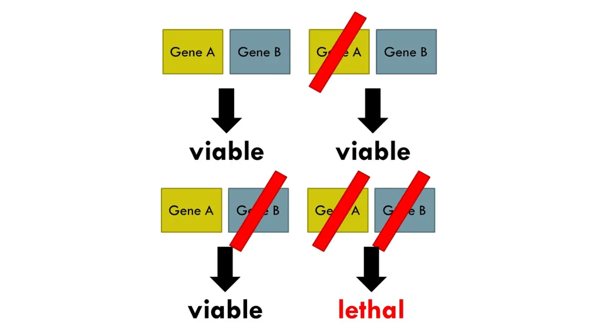 BRCA Mutations synthetic lethality illustration showing how PARP inhibitors target cancer cells with defective DNA repair.