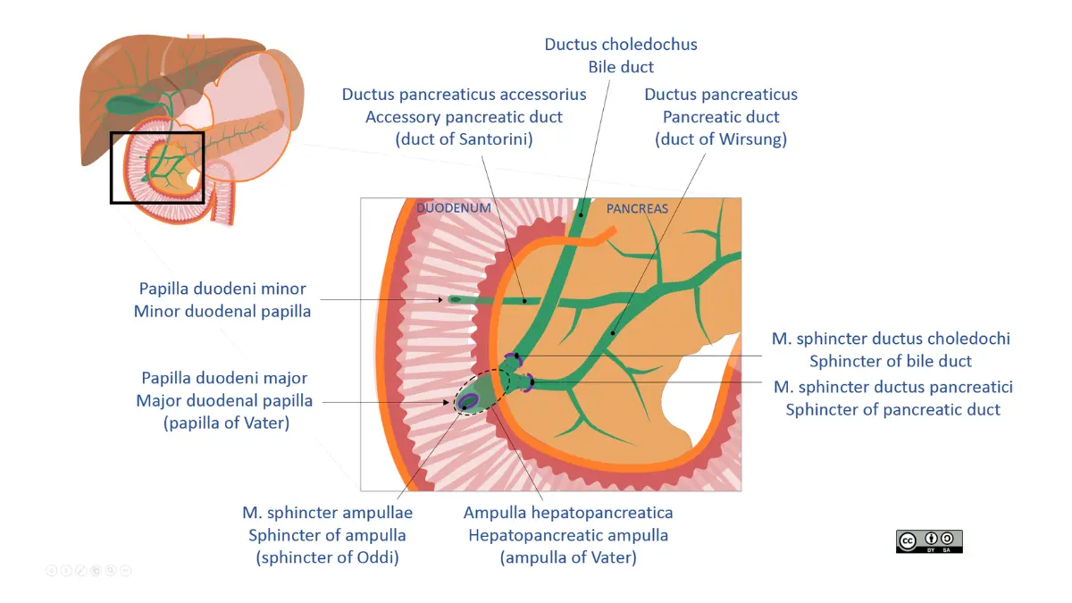 CA 19-9 bile duct and pancreatic duct anatomy illustration
