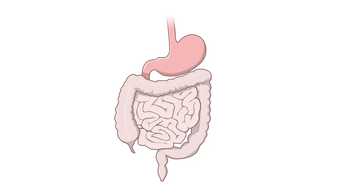 CA 19-9 human digestive tract anatomy illustration with pancreas context