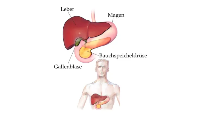 CA 19-9 pancreas, liver, gallbladder and bile duct anatomy illustration