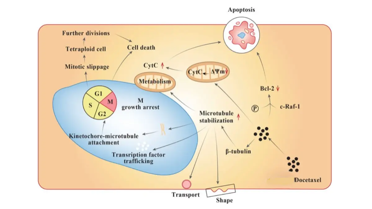 Chemotherapy for Prostate Cancer illustration showing how taxane drugs act on cancer cells.